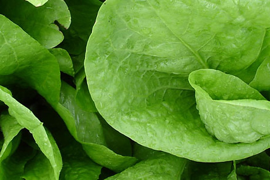 Heads of lettuce filling a raised bed
