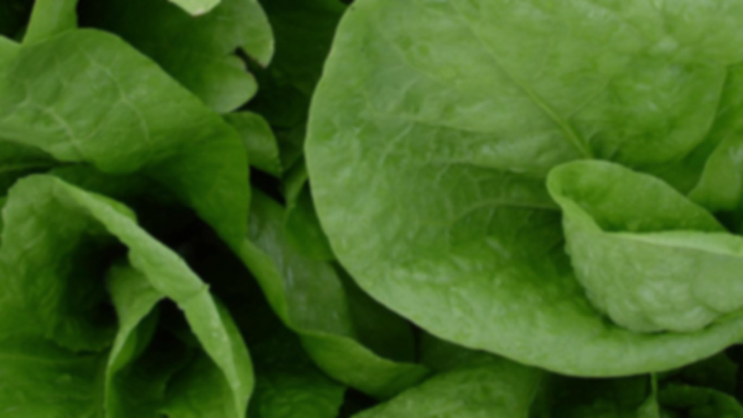 Close crop of lettuce leaves